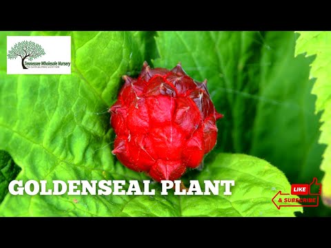 TN Nursery video on Goldenseal Plant