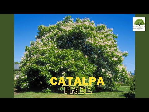TN Nursery video on Catalpa Tree