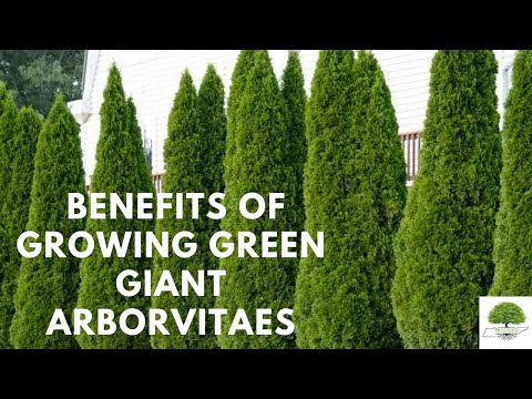 TN Nursery video on American Arborvitae