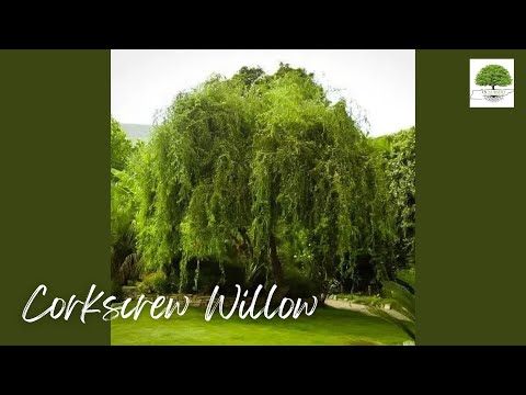 TN Nursery video on Corkscrew Willow