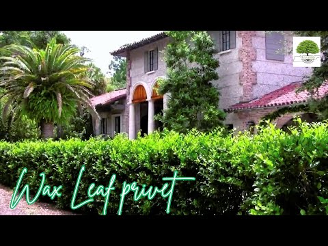 TN Nursery video on Wax Leaf Privet