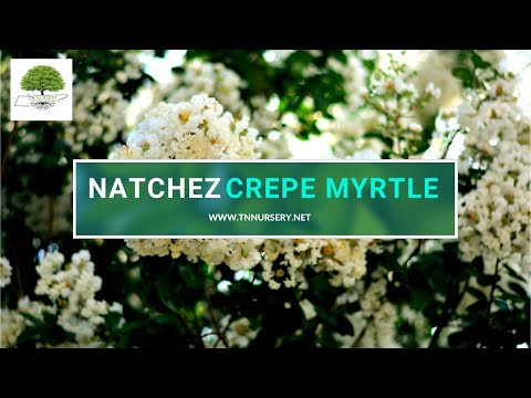 TN Nursery video on Natchez White Crepe Myrtle