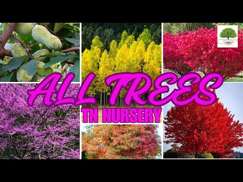 TN Nursery video on  All trees