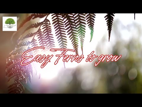 TN Nursery video on Easy ferns to grow