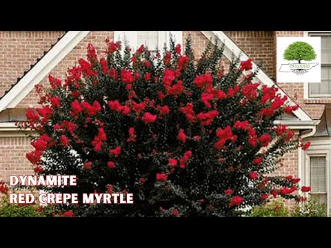 TN Nursery video on   Red Crepe Myrtle