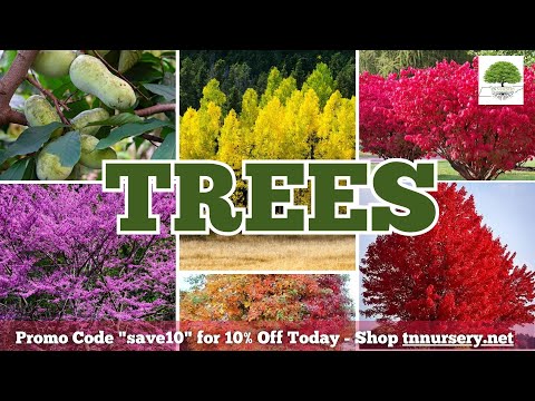TN Nursery video on Trees
