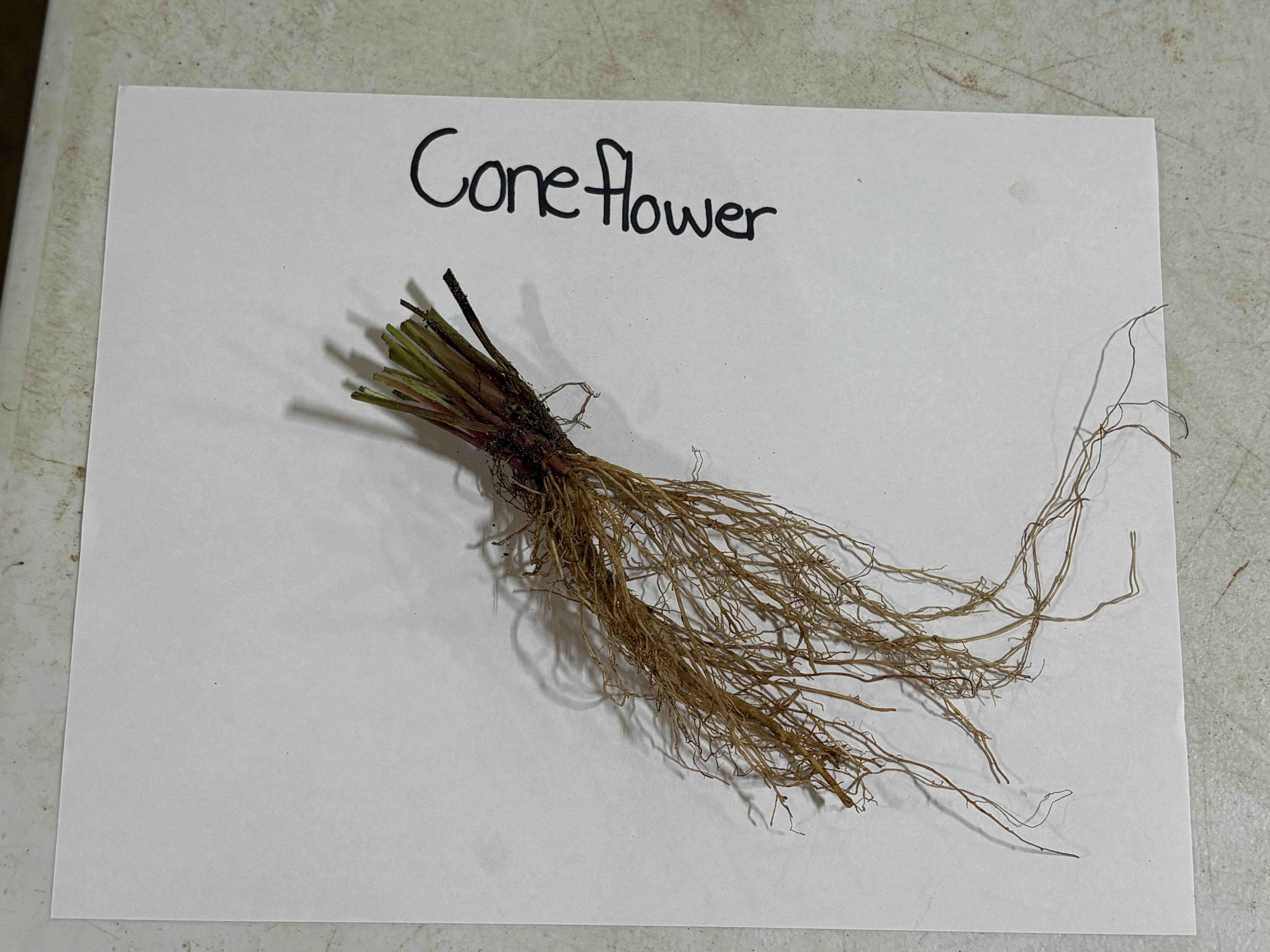 coneflower on a white paper with 'Cone-flower' text, placed on a textured surface.