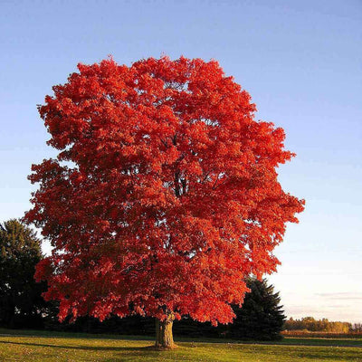 A mature red maple tree with vibrant red leaves in full autumn color, standing in an outdoor setting with a clear blue sky in the background.