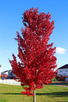 Red Maple Tree with bright red leaves