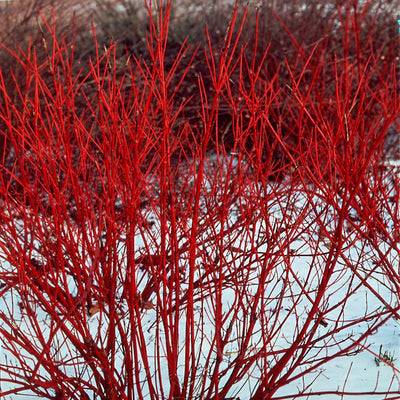 Red Osier Dogwood Shrub with Snowy Background