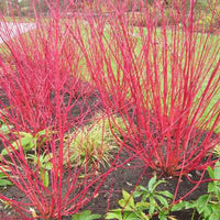 Red Osier Dogwood Shrubs