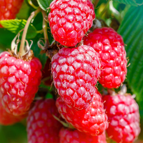 Red Raspberry - TN Nursery