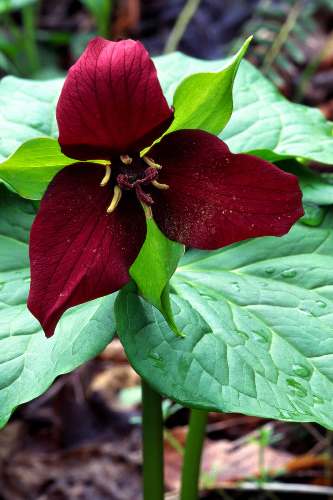 Red Trillium blooming in garden