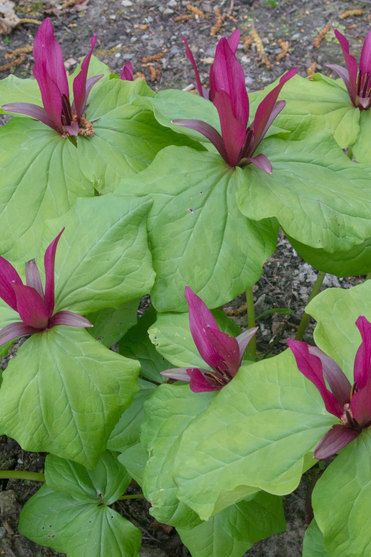 Red Trillium perennial flowers