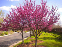 Flowering Redbud Tree in Bloom