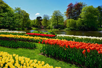 Lush Blooming Perennials