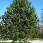 Shortleaf Pine - TN Nursery