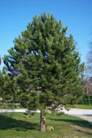 Shortleaf Pine Trees
