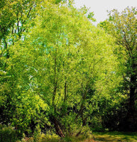 Stunning Silky Willow Tree