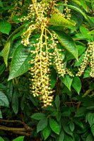 Sourwood Tree Blooming