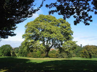 Stunning Sycamore Tree