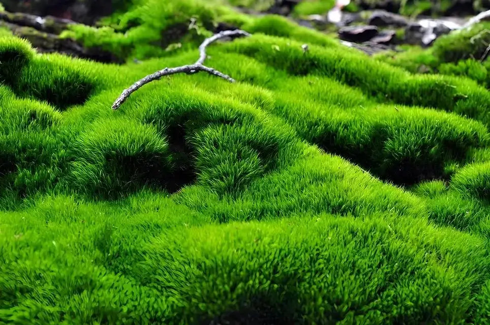Tree Moss Covered Ground In a Forrest