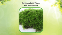 How You Moss Will Arrive