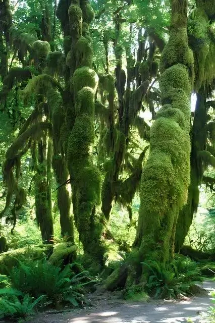 Tree Moss Covering Trees In a Forest
