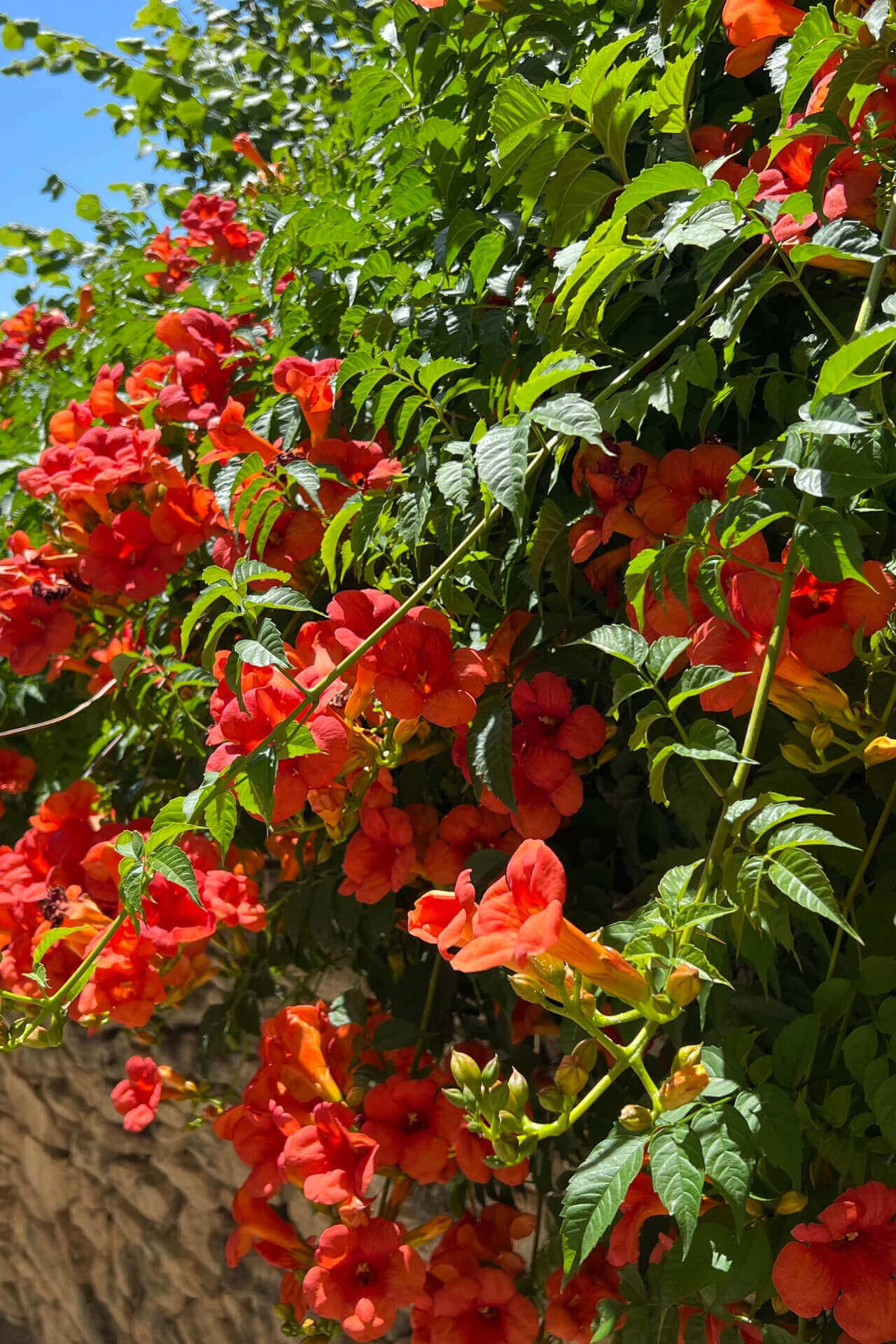 A trumpet vine plant with bright orange-red flowers climbing around a support structure.