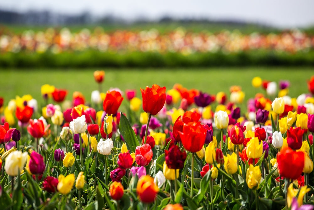 Flowers tulips discount