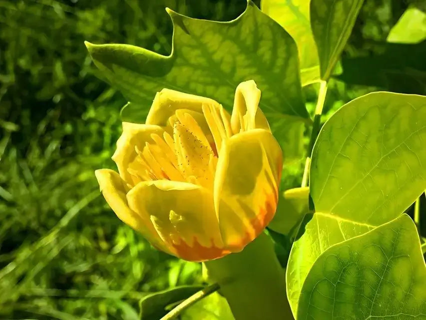 Tulip Tree Bloom