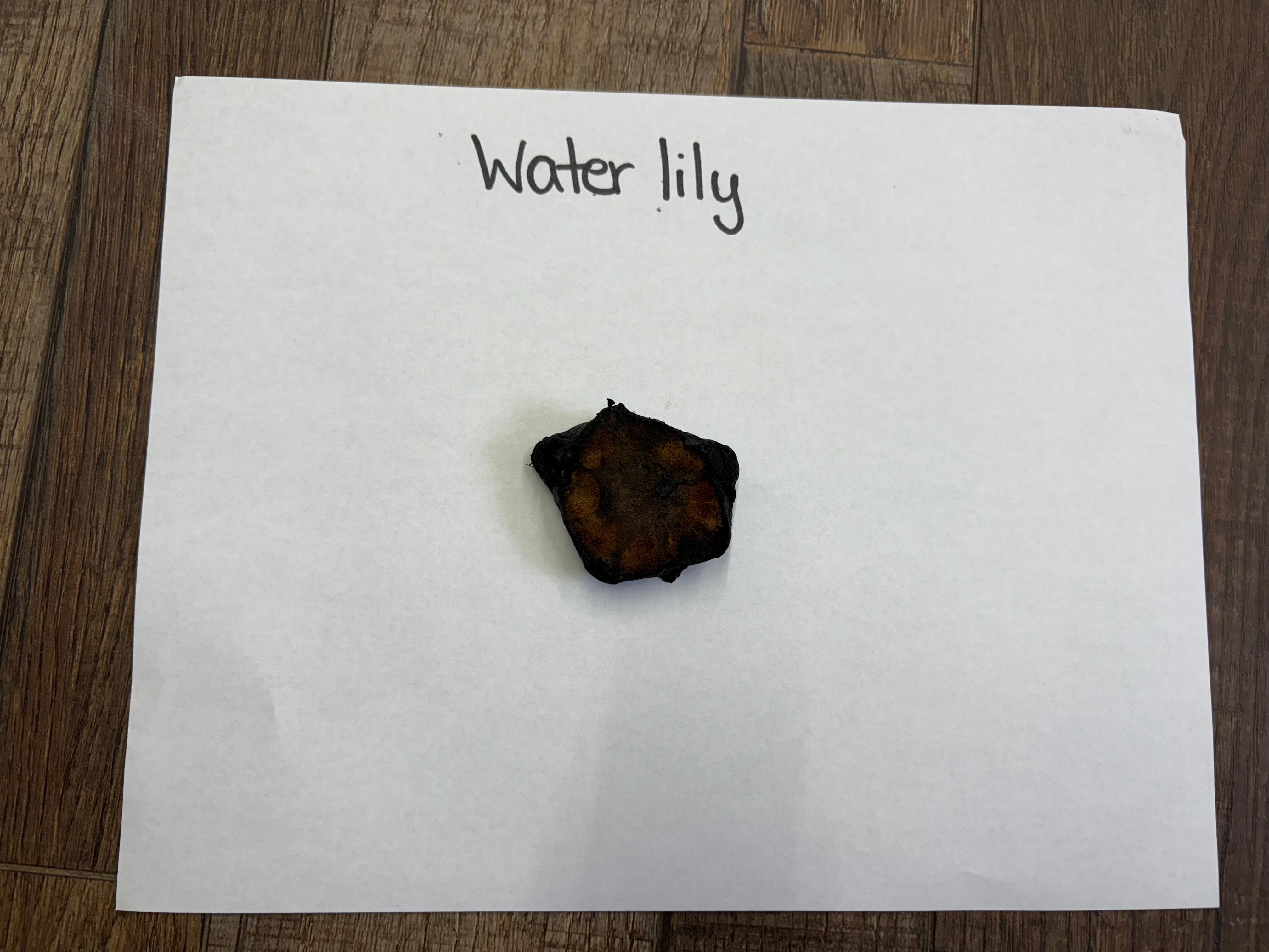water lily root on a white paper with 'Water lily' text, placed on a wooden surface.