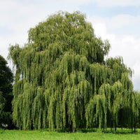 Weeping Willow Tree In Landscaping