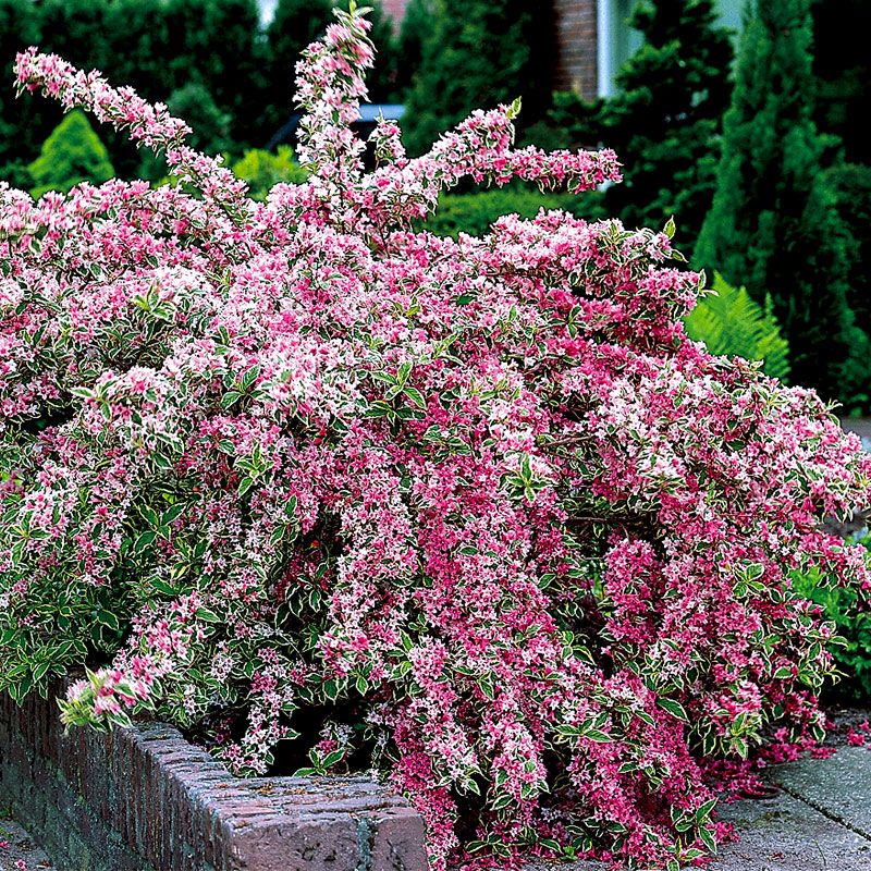 Blooming Weigela Shrub