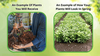 Seedlings Before And After