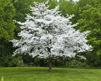 Flowering White Dogwood Tree In Natural Landscape