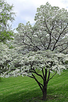 Flowering White Dogwood Tree