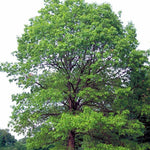 White Oak Seedlings - TN Nursery