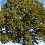 White Oak Tree - TN Nursery