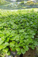 Wild Ginger Perennial Ground Cover