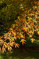 Willow Oak Seedlings - TN Nursery