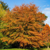 Willow Oak Tree - TN Nursery