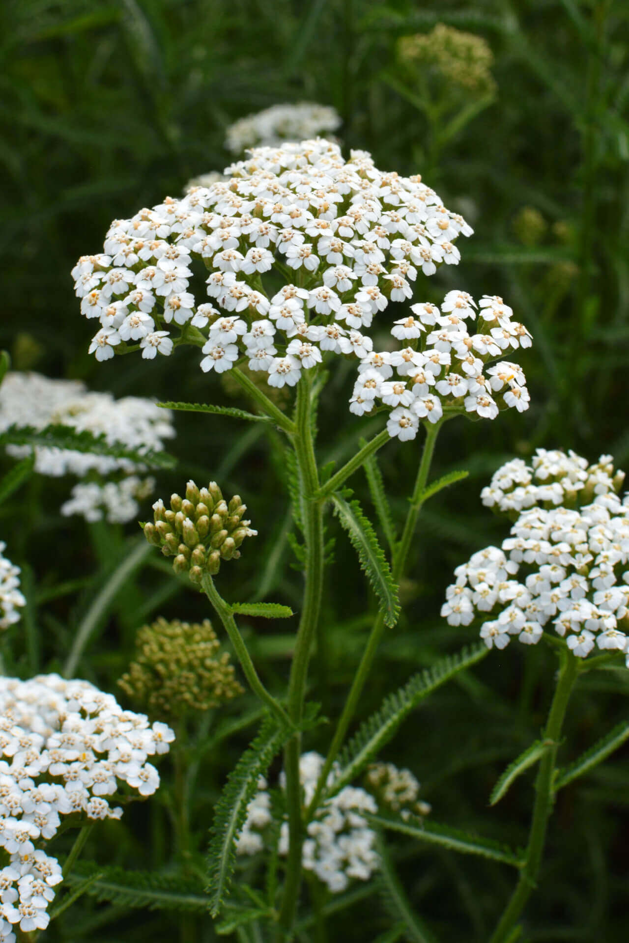 Yarrow Perennial Flowers in full bloom with white flowers