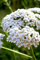 Yarrow Perennial Flowers in full bloom with white flowers