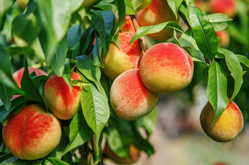Peach Fruit Tree