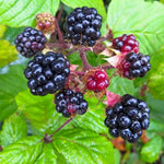 Wild Blackberry - TN Nursery