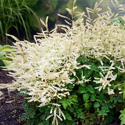 Aruncus 'Chantilly Lace' PP30740 | Chantilly Lace Goats Beard | plant lust