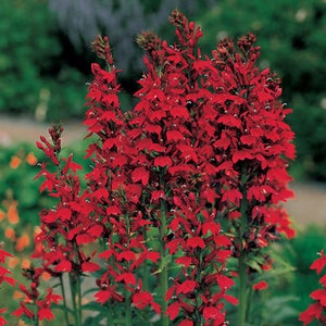 Red Cardinal Flower 5 Roots, Lobelia Cardinalis - Etsy