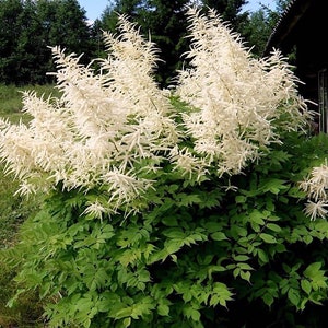 60+ ARUNCUS GoatsBeard, Thrives in SHADE Perennial Flower Seeds