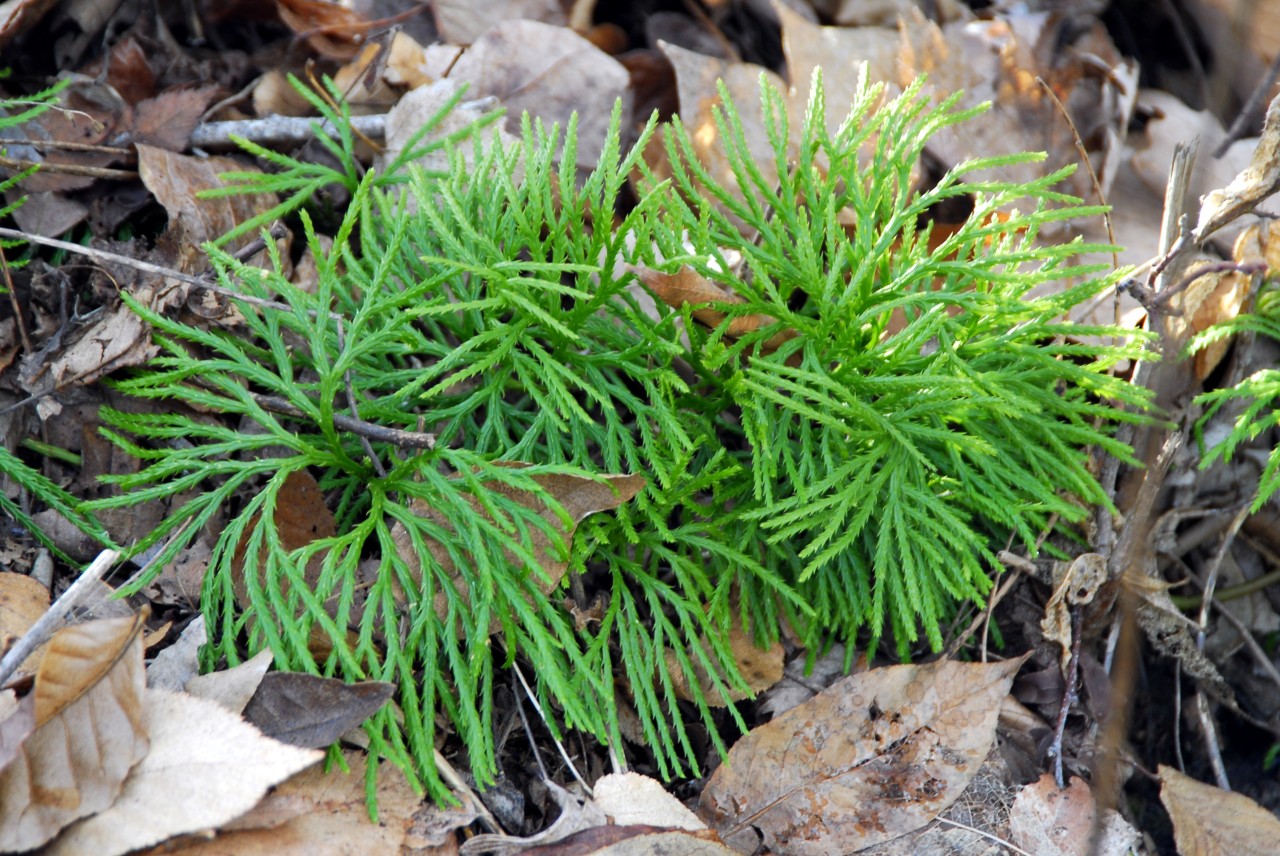 Diphasiastrum digitatum – Fan clubmoss | Nantahala Natives